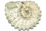 Bumpy Ammonite (Douvilleiceras) Fossil - Madagascar #361133-1